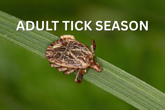 Adult Tick Season in Canada
