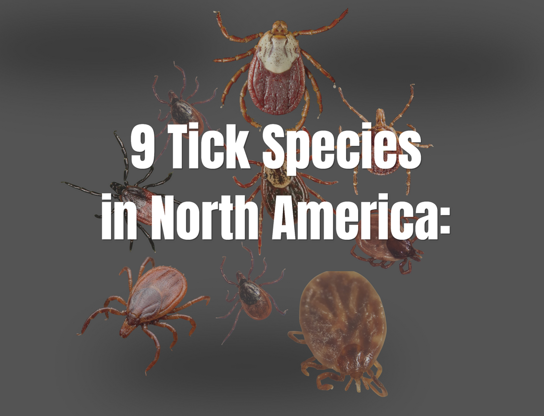 Tick Identification Guide: 9 Common Tick Species in North America