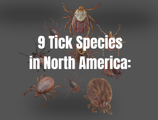 Tick Identification Guide: 9 Common Tick Species in North America