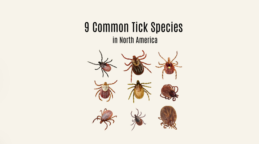 Tick Identification Guide: 9 Common Tick Species in North America
