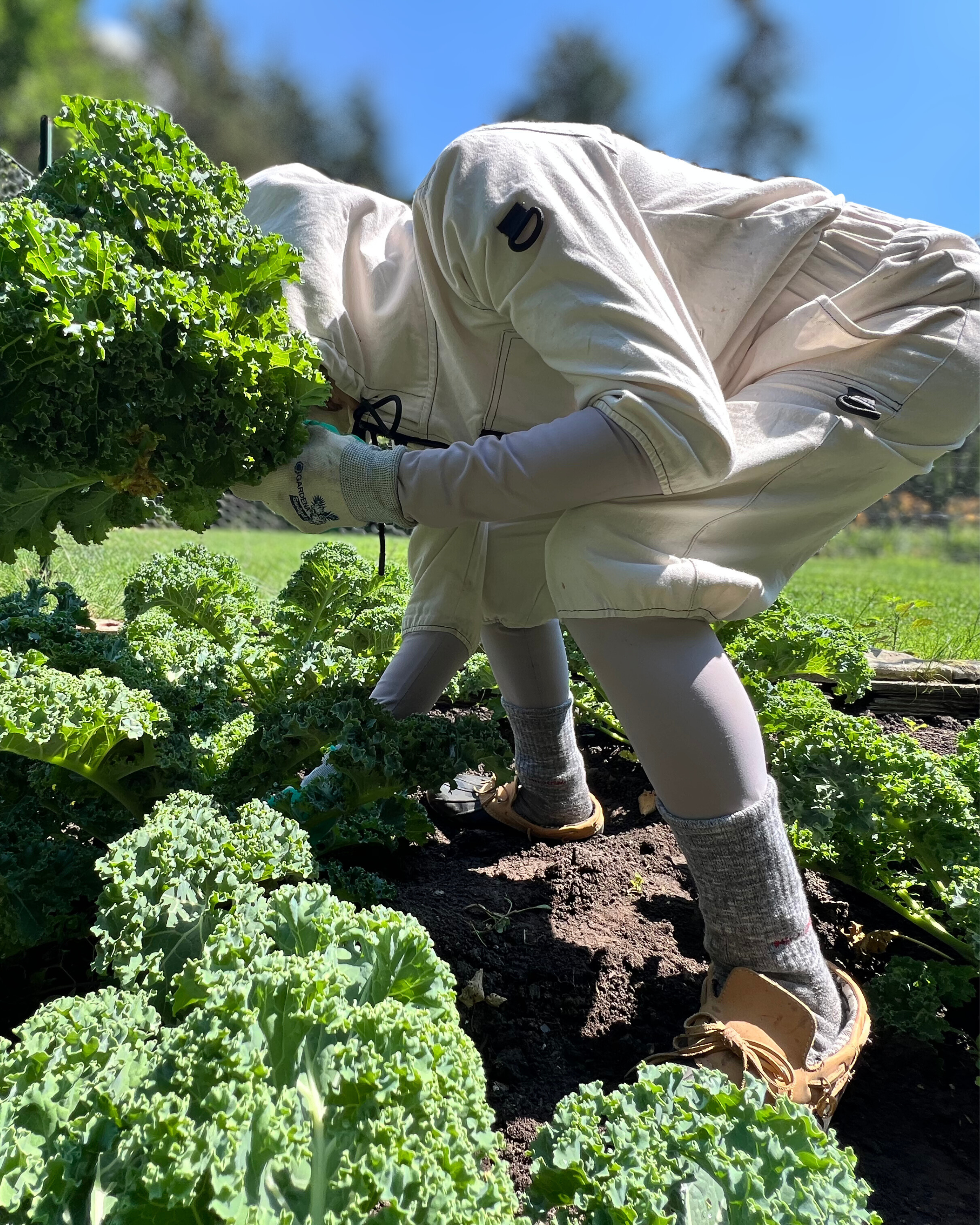 Farmer harversting leafy greens while wearing TickOffTicks tick suit clothing
